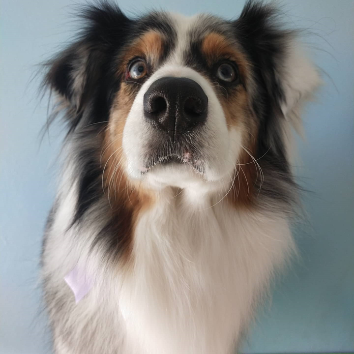 Images Braccobagno Bau Toelettatura