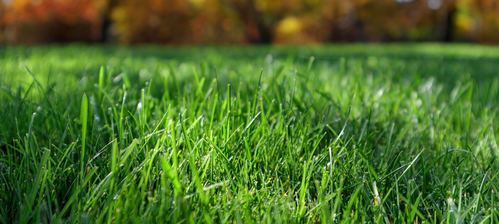 Professional Landscaping Corporation