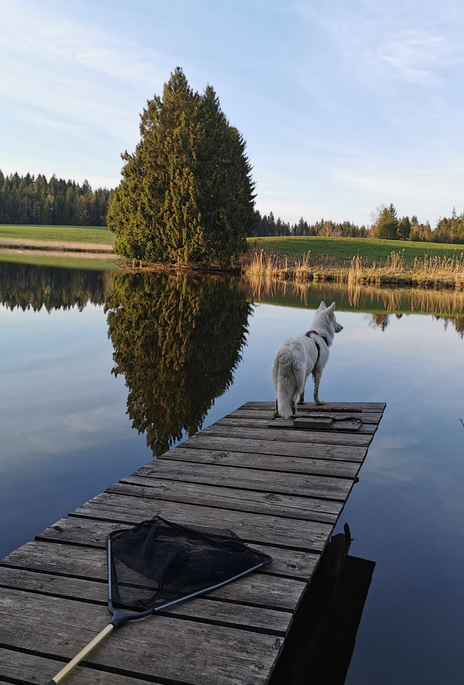 Dogs food advice - Ernährungsberatung für Hunde, Bachtel 10 in Oy-Mittelberg