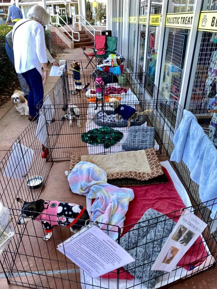 Act2Pups Senior Pet Adoption Top Dogs Pet Boutique