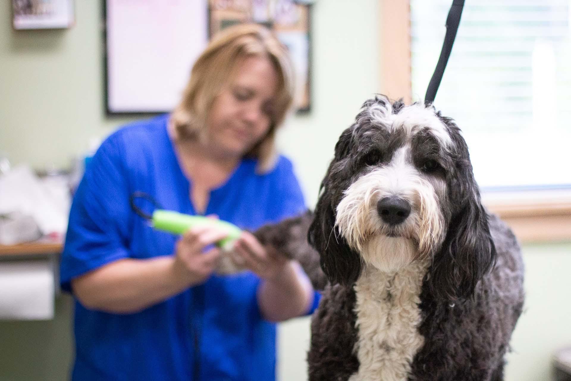 The grooming professionals at Lakeland Veterinary Hospital can help to keep your pet fresh, clean, a Lakeland Veterinary Hospital Baxter (218)829-1709