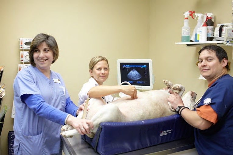 Images VCA Veterinary Referral and Emergency Center