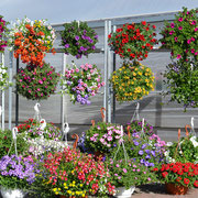 Bild 1 Gärtnerei Schwarz in Heide