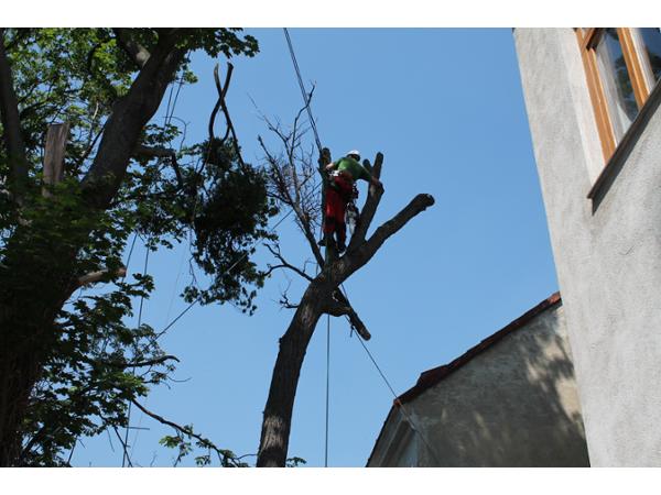 Baumfällprofis - WERNER BAUER, Cumberlandstraße 69/Top 2-3 in Wien