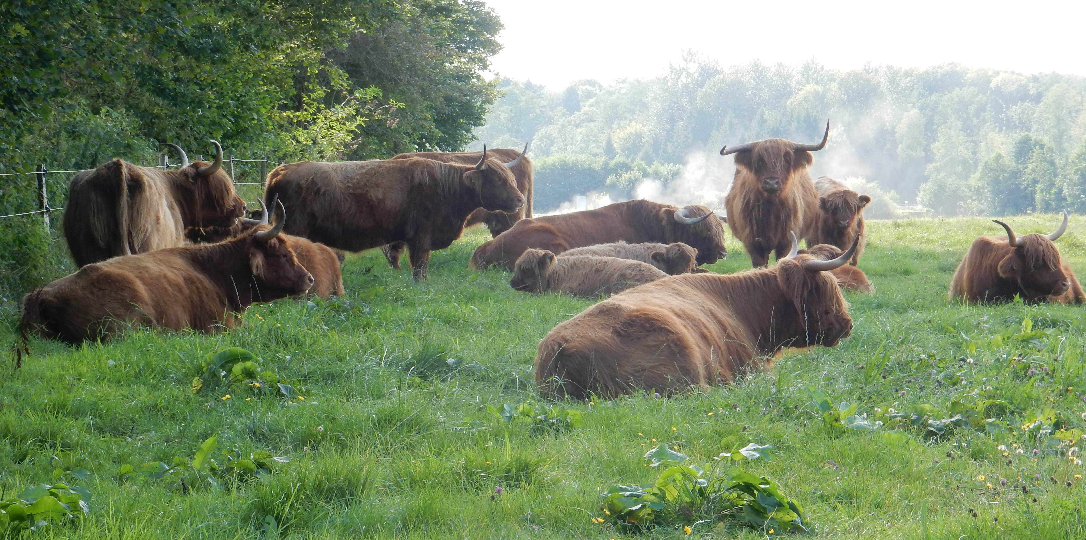 Bilder Highland Cattle vom Bestethal Hahn Lange GbR