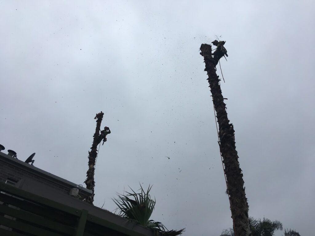 Images Redback Tree Services Greensborough