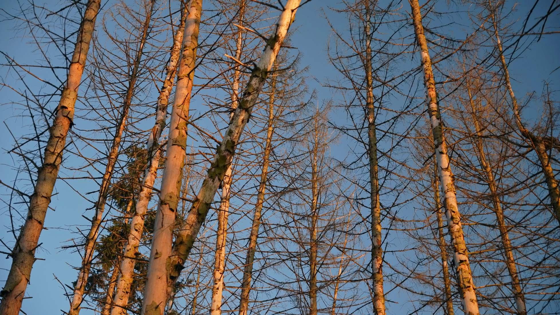 Bild 8 Forest to Future GmbH in Bad Wünnenberg