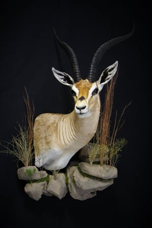 Images Safari Life Taxidermy