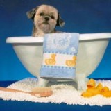 Images Featherle Pet Care Chantilly