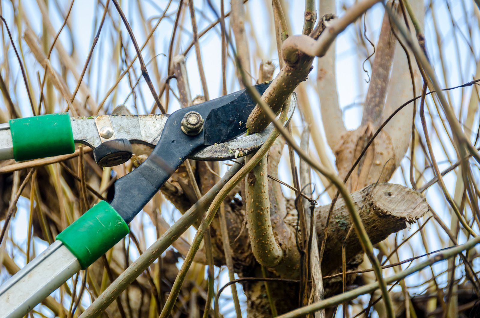 Close up view of pruning shears cutting a small tree branch among tangled twigs, showing detailed blades and green handles during routine garden maintenance and seasonal trimming work outdoors.