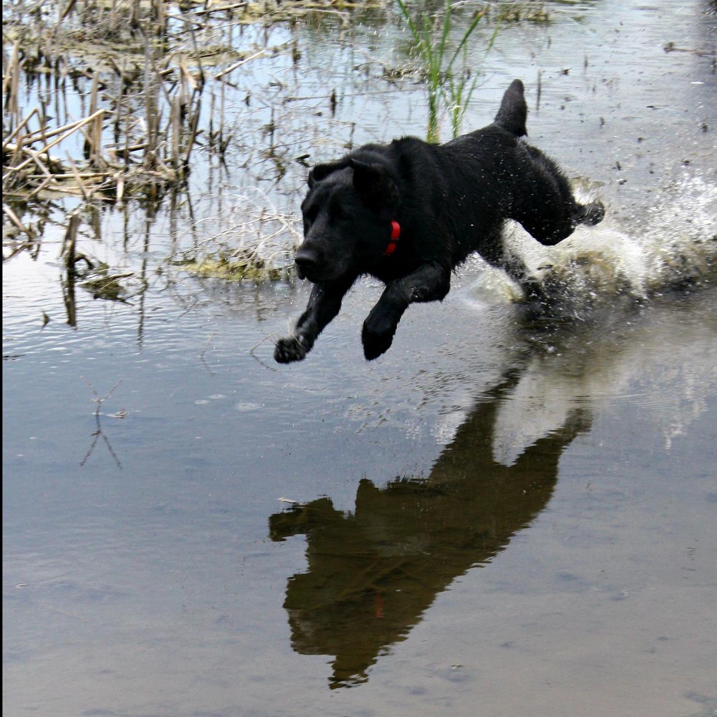 Rug-Ged Retriever Training