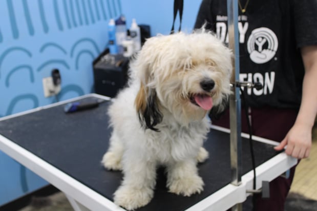 Images Feeders Pet Supply Pet Wash & Grooming