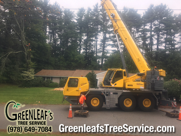 Greenleaf's Tree Service Photo