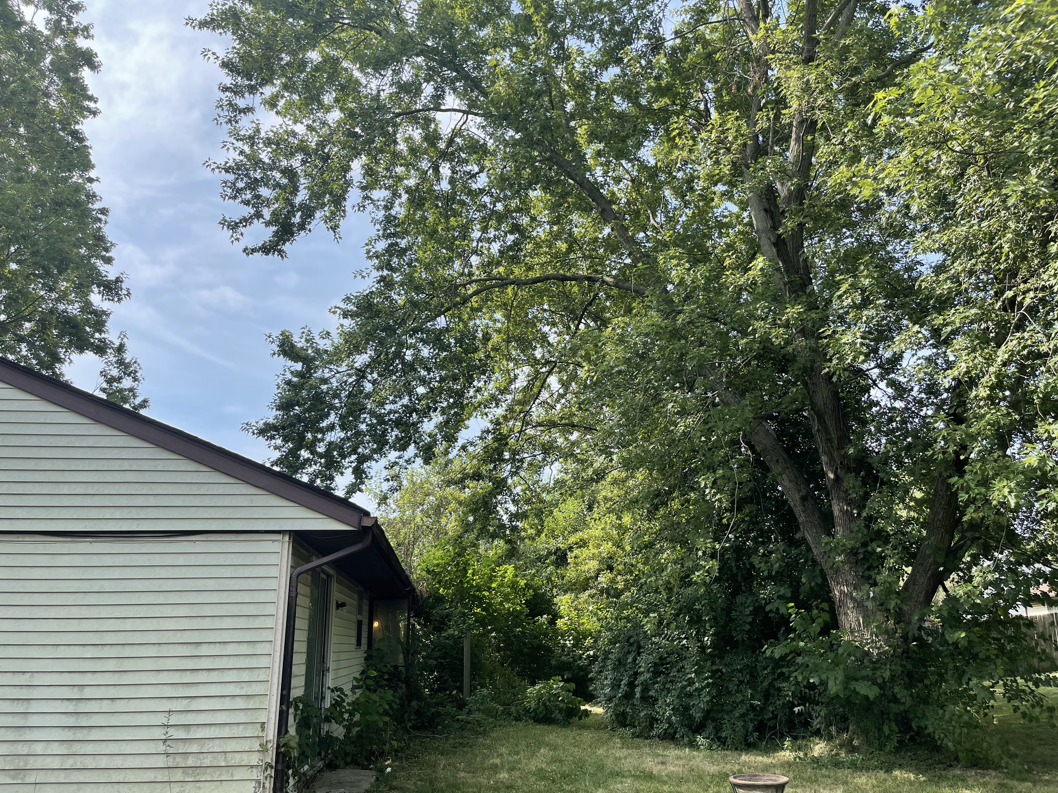 A residential house with siding and a dark brown roofline is nestled amongst lush green trees and foliage under a bright blue sky with scattered clouds. A large tree with a thick trunk and many branches dominates the right side of the frame, its leaves creating a dense canopy.