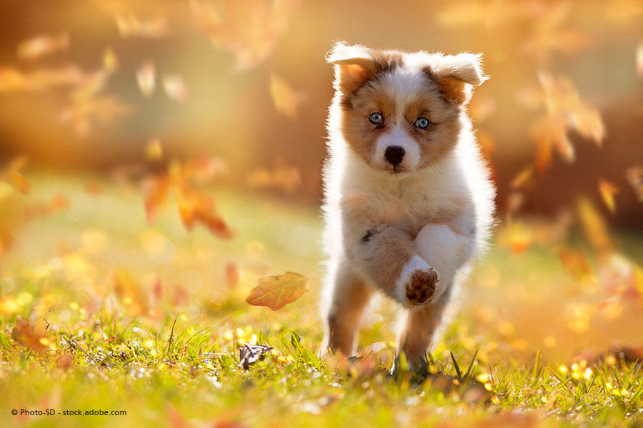 Hundesalon & Tierbedarf Ines Heinz, Obere Strasse 66 in Schönheide