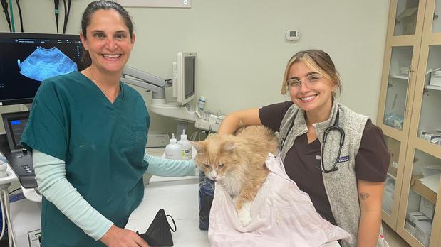 Images VCA Hollywood Animal Hospital