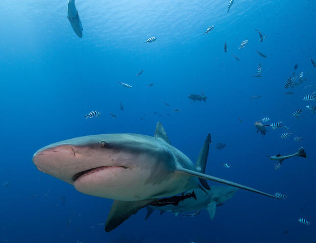 Images Dive Outdoors