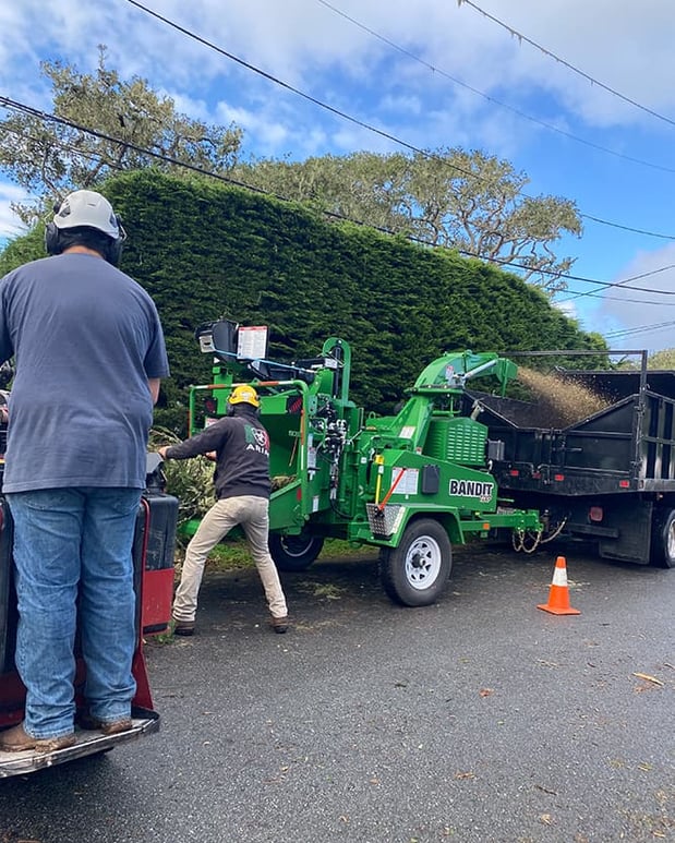 Images La Sirenita Tree Service