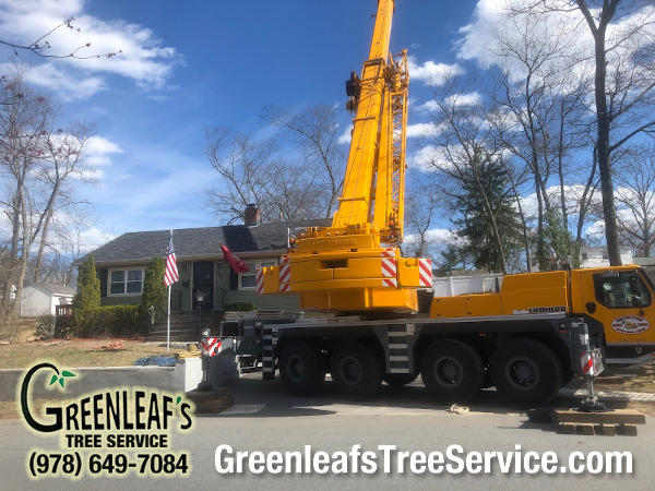 Greenleaf's Tree Service Photo