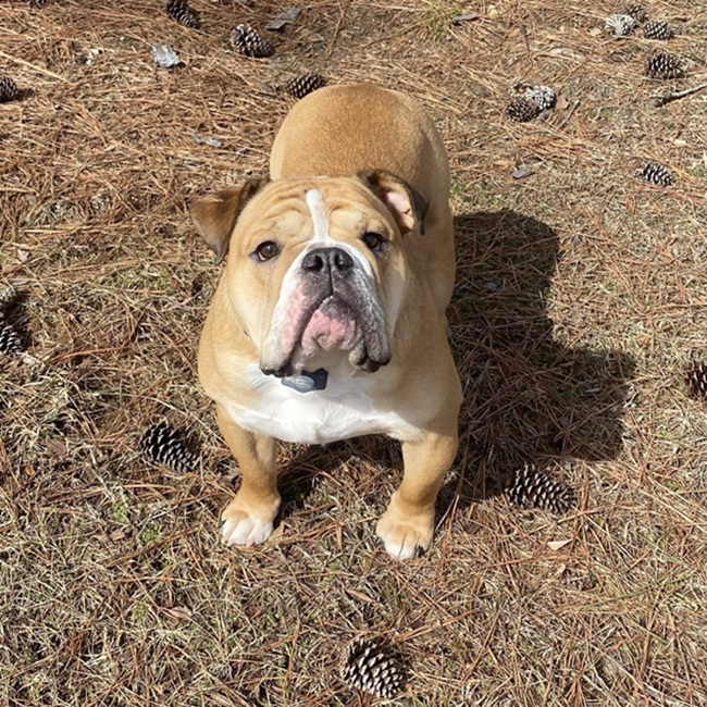 Dog happy to have Invisible Fence® installed in Montgomery, Alabama