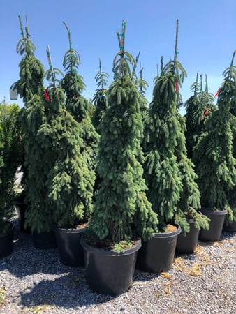 Images Cache Valley Nursery