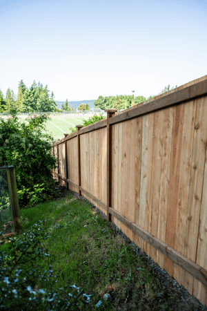 Images Rare Bears Fencing