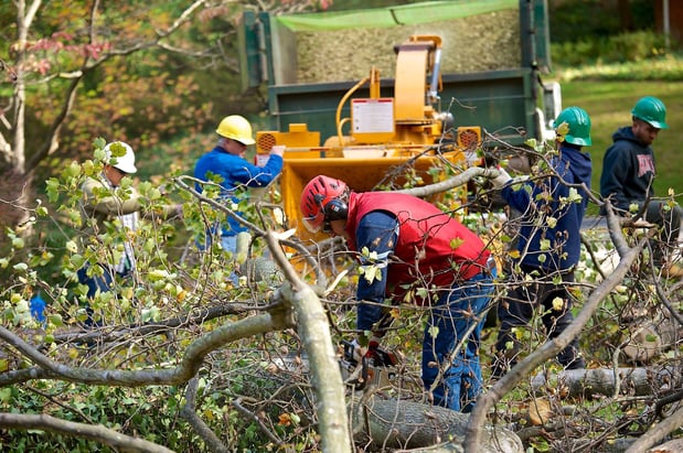 Images Kelley's Tree Service