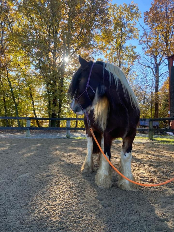Images Asd Horsedom