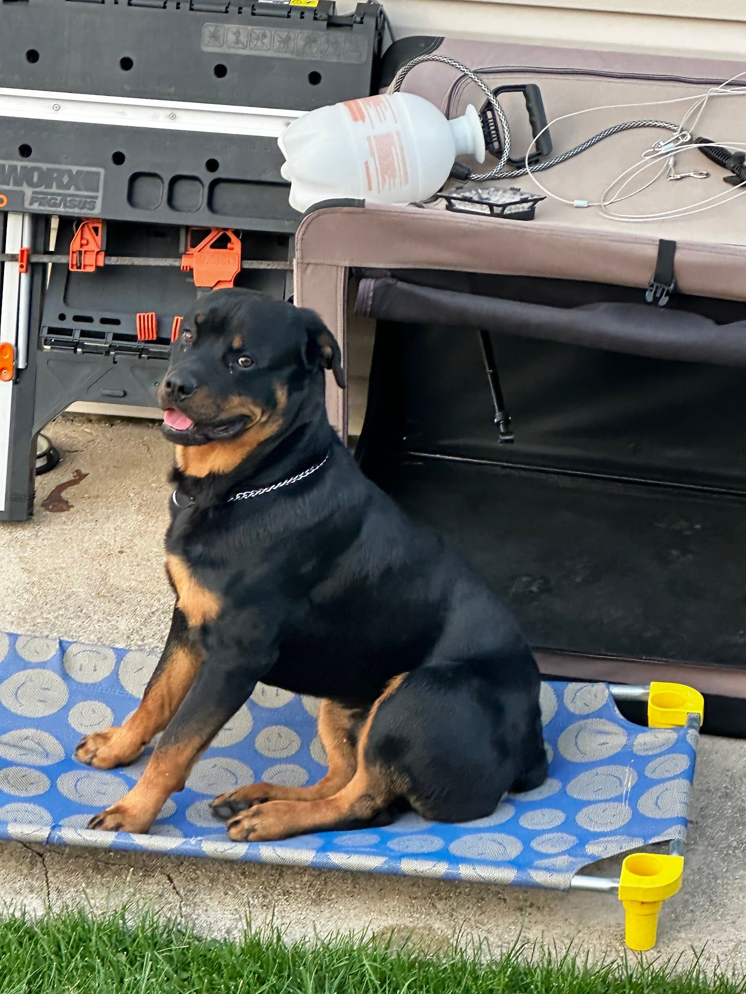 A Rottweiler sits on a raised outdoor dog bed near tools and equipment, looking to the side with tongue slightly out. The dog wears a chain collar in a backyard setting.