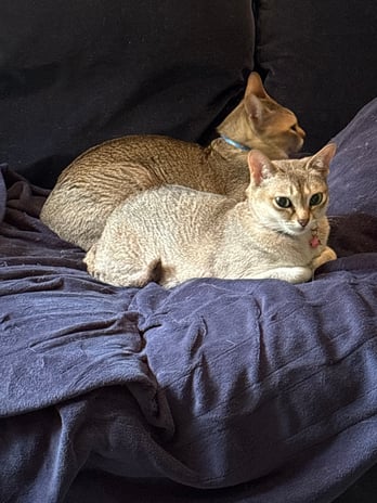 Images TWO Electrical Contracting