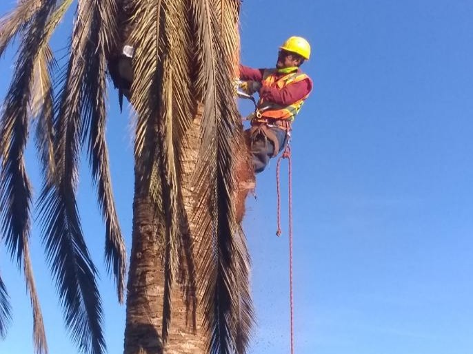 Images Cortez Tree Care Inc