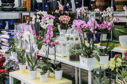 Images Vivaio Avagliano Piante