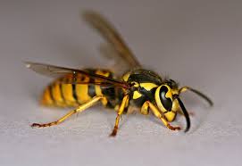 yellow jacket pest bug insect removal control exterminator services