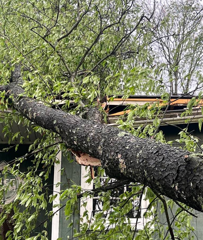 Brunoni's Tree Service Image