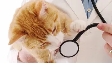 Images Canito Veterinaria