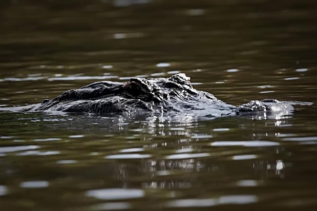 Images Cajun Encounters Tour Company
