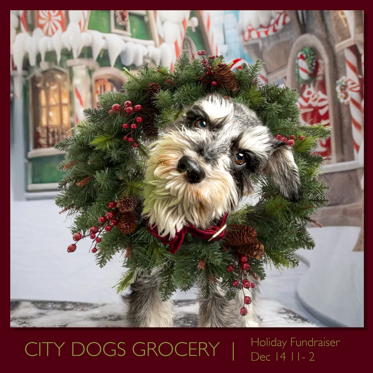 Image of Local Pet Event City Dogs Holiday FACE Fundraiser Mini Sessions Nearby