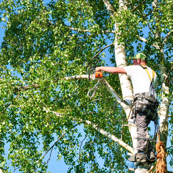 Tree Trimming-The 3 Brothers Landscaping