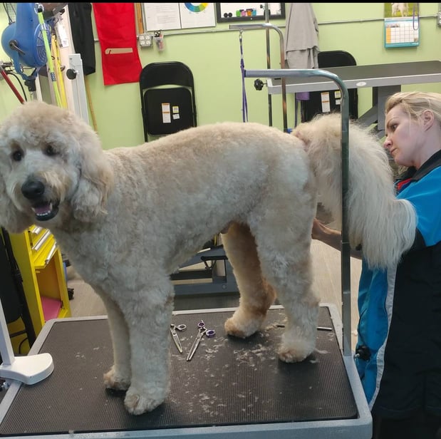 Images San Diego Grooming Academy