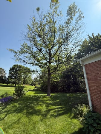 Images Blue Mountain Arbor