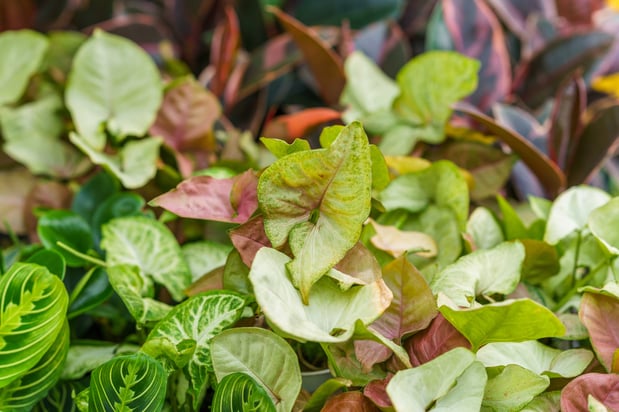 Images Mahoney's Garden Center