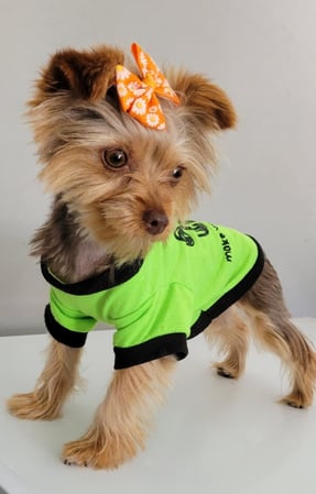 Images Bad, Beautiful & Bossy AKC Yorkies