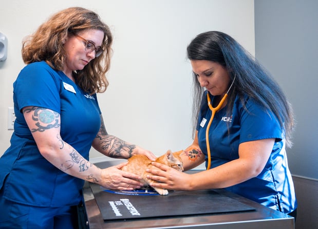 Images VCA Veterinary Hospital of Leon Springs