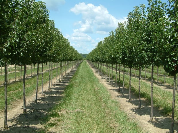 Images A. Brown & Sons Nursery Inc.