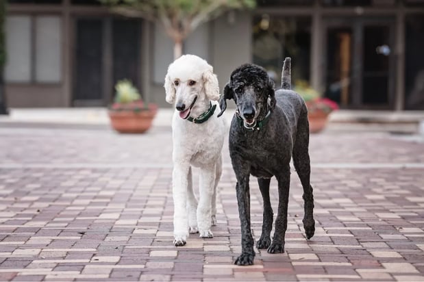 Images Resting Rainbow Pet Cremation of Orlando
