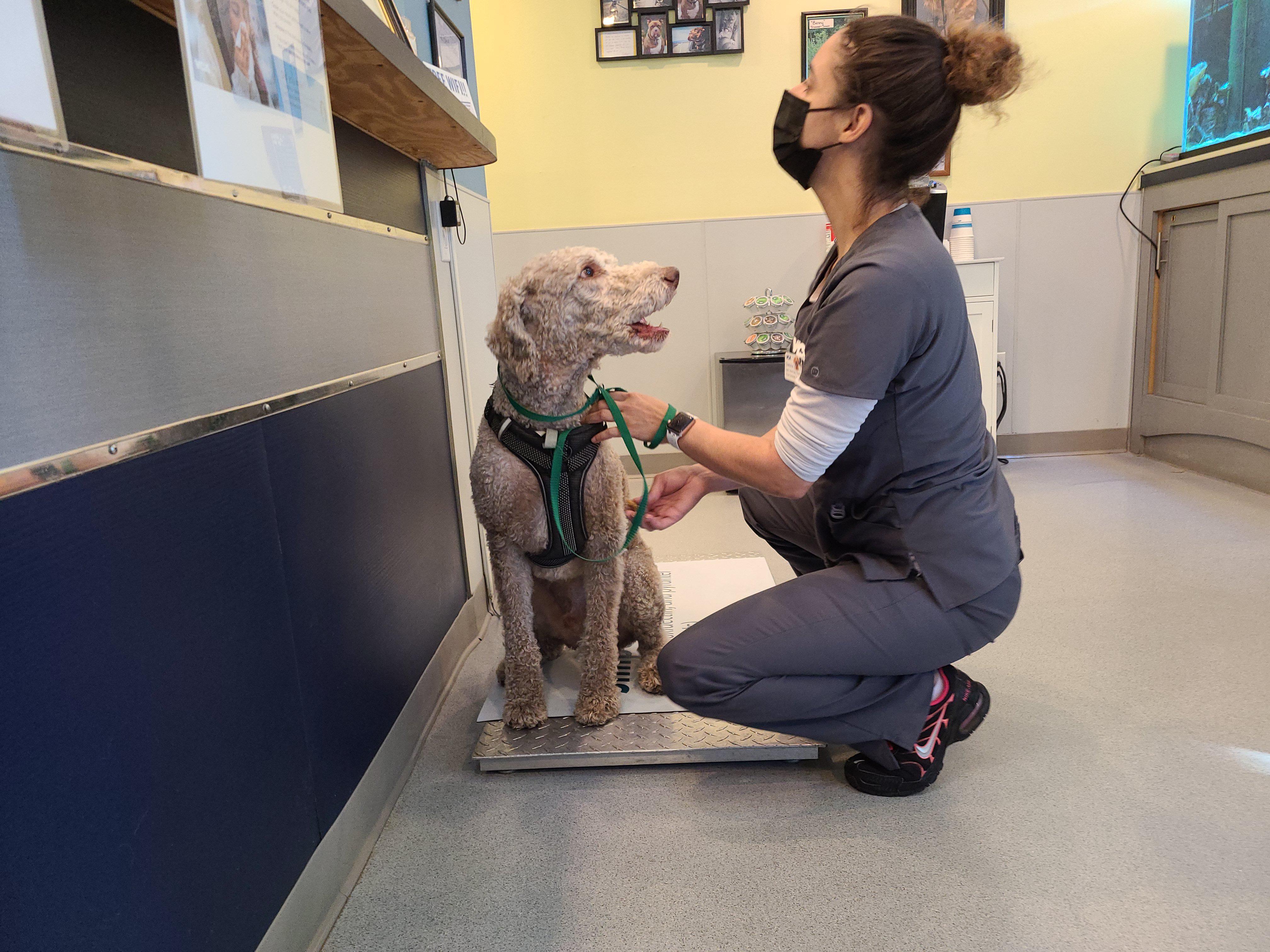 Image 11 | VCA Albemarle Veterinary Health Care Center