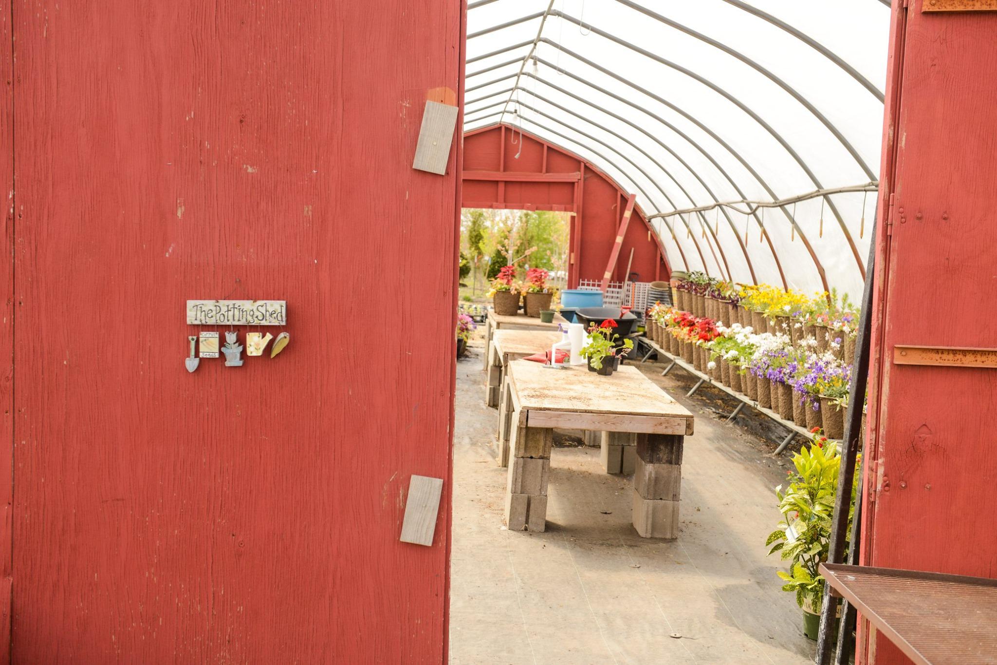 Our beautiful greenhouse at Heidi's GrowHaus & Lifestyle Gardens grows perennials, herbs, veggies, shrubs, evergreens, fruit trees, and much more!