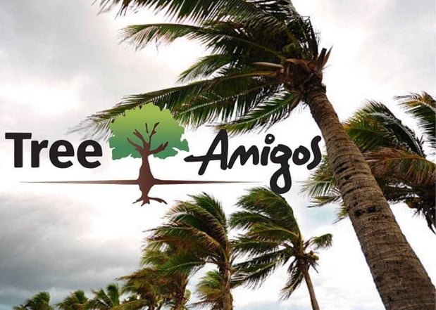 Images Tree Amigos Orlando