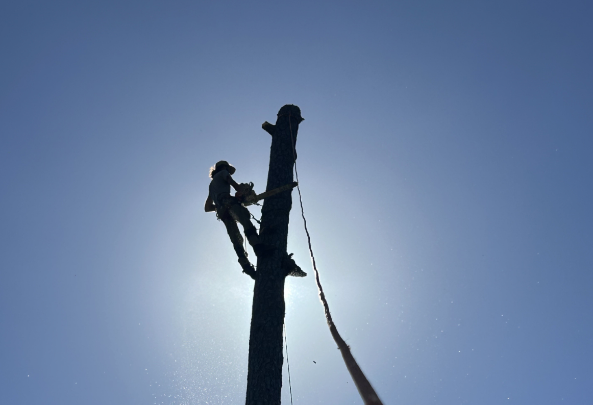 Waychoff’s Tree Service Image