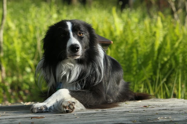 Images Pond Wiser Inc